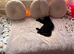Lap cat - cuddly Black female cat called Beauty
