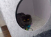 Kitten 8month old for sale