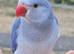 FreeFlying Indian Ringneck.4months old