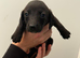 Blue eyed dachshund whippet mix