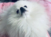 1.4kg teddy Pomeranian chiao li ya kc stud