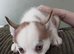 Last puppy left