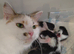 &frac34; Maine coon kittens