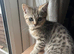 Gccf Handsome male British shorthair kitten