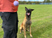 Belgian Malinois Stud