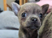 Male Pedigree Chihuahua Puppy