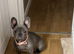Male Merle puppy for sale