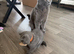 Beautiful British short haired kittens