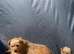 5 beautiful fur babies