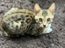 Female bengal kitten looking for a loving home