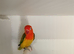 Split Opaline dilute x opaline Euwing Fischer's lovebirds