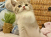 QUALITY TICA REG FAWN GIRL (READY NOW)