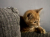 Ginger Kitten - fully vaccinated