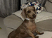 Miniature dashshund female Izzy