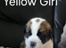 Female Saint Bernard Puppies