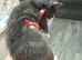 Beautiful 9 week grey female kitten