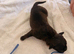 Staffie puppy&rsquo;s