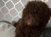 Toy Cavapoo