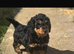 1 male Daxipoo left