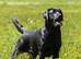 Stunning black lab puppies