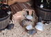 Fertilised quail eggs