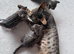 TICA Savannah F4 - last boy available