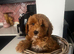 Absolutely stunning Australian Labradoodle Girl Puppy