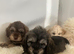 Cocka poo puppies for sale
