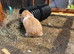Mini lop doe