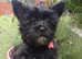 LAST GIRL! Mini Black Yorkshire Terrier