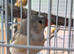 Five black face zebra finches £10 each