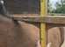 Lovely stocky irish filly 3yrs