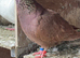 High flyer tippler pigeon