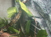 Baby Royal python with full set up