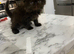 If you&rsquo;re looking for a beautiful Persian kitten with a sweet personality, one of these little fluffballs might be your perfect new family member