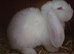 White pedigree french lop