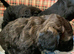 Gorgeous Miniature Labradoodles pups
