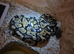 Ball pythons