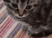 Beautiful kittens