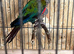 Crimson Bellied Conure Pair