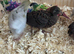 Button Quail