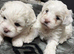 Maltese puppies