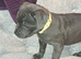 Furbabyz