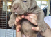 Cane corso x great dane