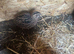 Coturnix and CPQ