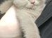 FULL BRITISH SHORTHAIR KITTENS AVAILABLE