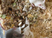 Fancy mice