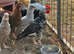 YOUNG COCKERELS PURE RARE BREEDS
