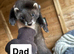 5 beautiful healthy ferret babies