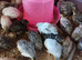 Chinese painted quail